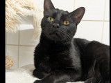 En attente d’une famille, chat de couleur noire