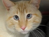 En attente d'une famille : chat tigré roux