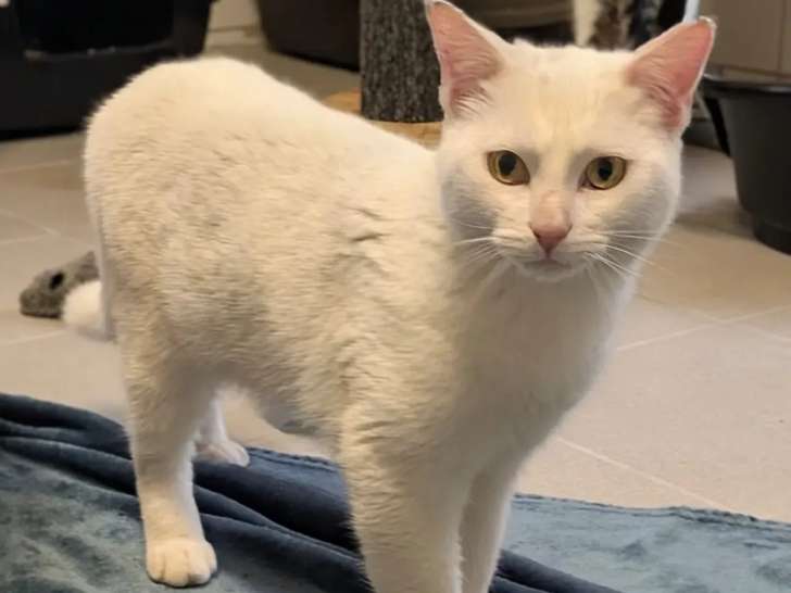À accueillir : chat âgé d'un an