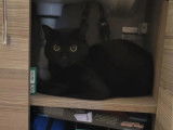 En attente d'adoption : chat noir