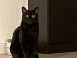 En attente d'adoption : chat noir