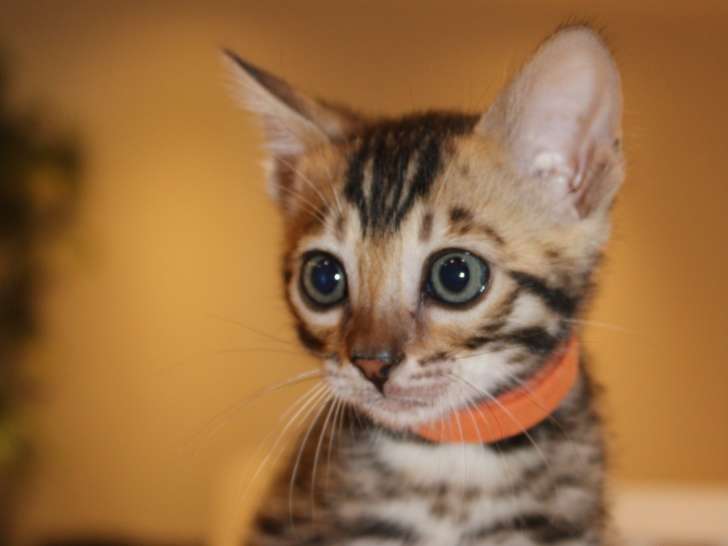 2 chatons Bengal mâles à vendre