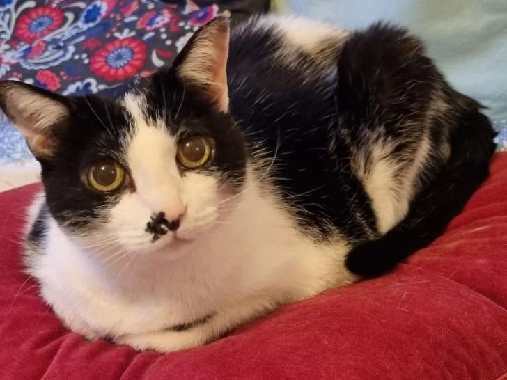 En quête d'un foyer : chat noir et blanc