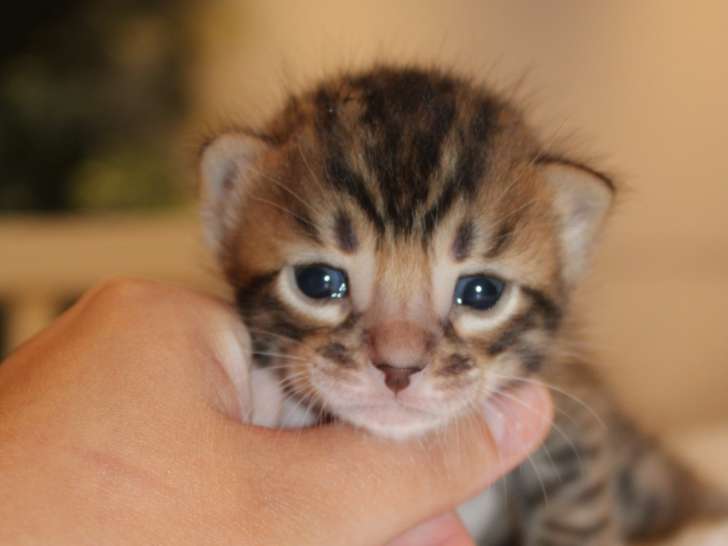 3 chatons mâles Bengals a vendre