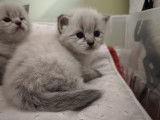 Chatons Sibérien neva masquerade à vendre