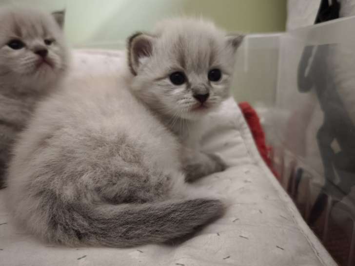 Chatons Sibérien neva masquerade à vendre