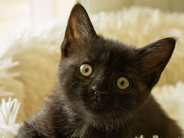 Flow, chaton à adopter