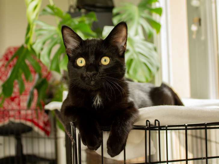 Flow, chaton à adopter