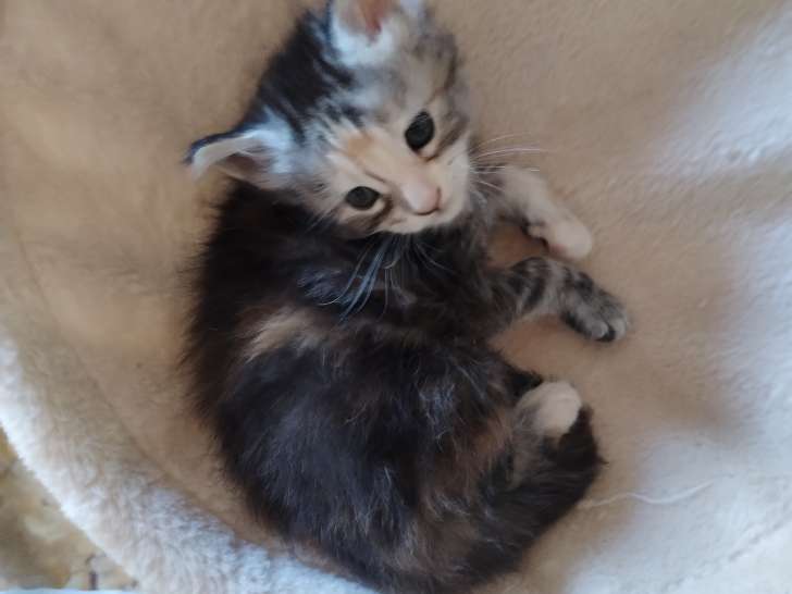 Adorables chatons Maine Coon à vendre