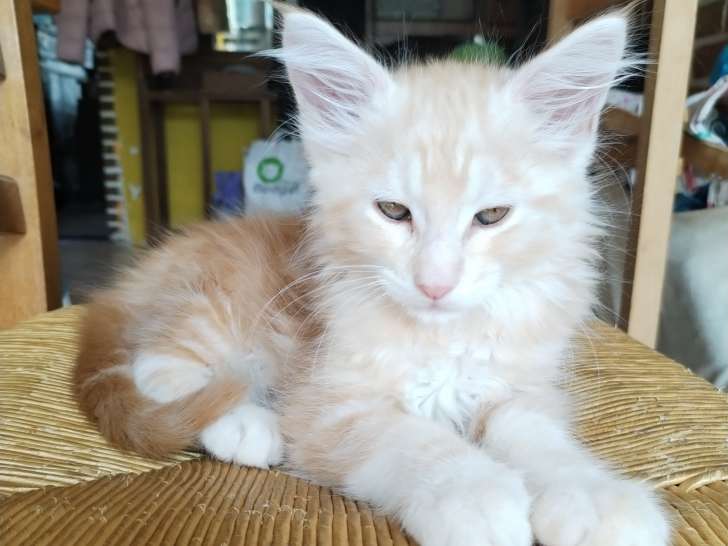 Adorables chatons Maine Coon à vendre