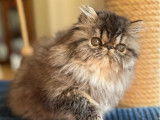 Chaton Persan mâle LOOF à vendre