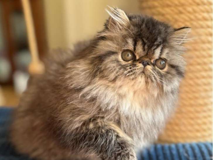 Chaton Persan mâle LOOF à vendre