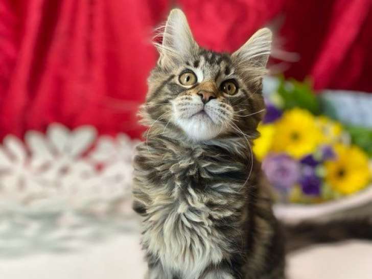 1 chaton femelle Maine Coon à réserver (LOOF)