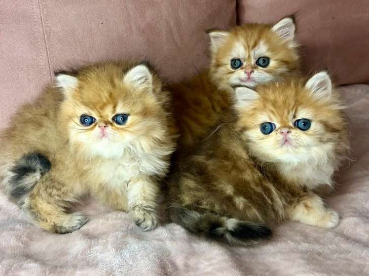 3 chatons Persans Golden Shaded disponibles la vente (LOOF)