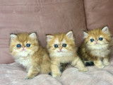 3 chatons Persans Golden Shaded disponibles la vente (LOOF)