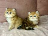 3 chatons Persans Golden Shaded disponibles la vente (LOOF)