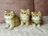 3 chatons Persans Golden Shaded disponibles la vente (LOOF)