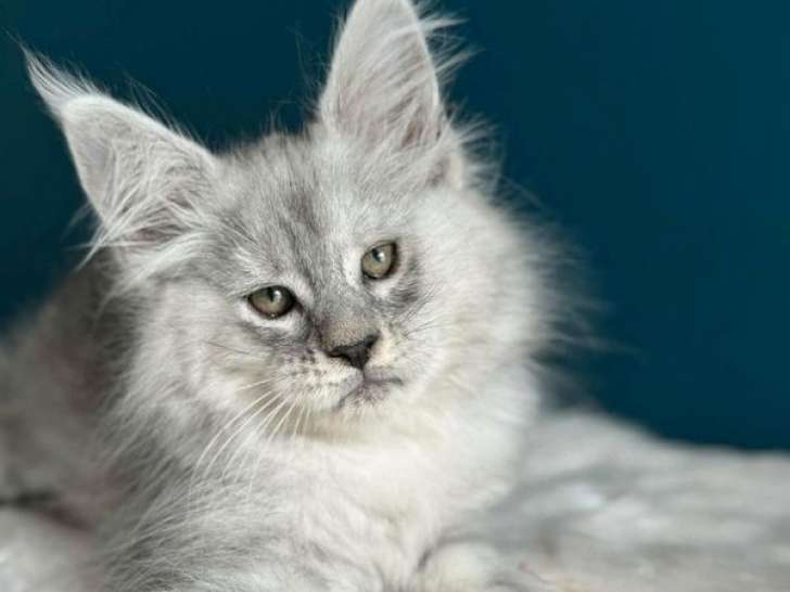 3 chatonnes Maine Coon LOOF à réserver