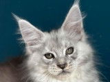 3 chatonnes Maine Coon LOOF à réserver