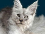 3 chatonnes Maine Coon LOOF à réserver
