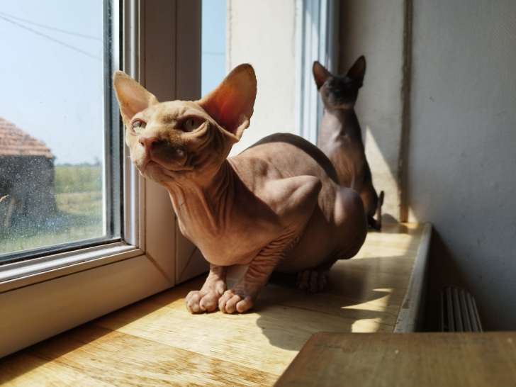 Michel, chat Spynx LOOF à vendre