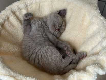 Chatons British Shorthair