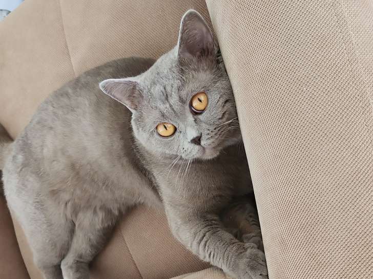 A vendre British Shorthair mâle adult 2 ans parfait pour saillie 1000 €