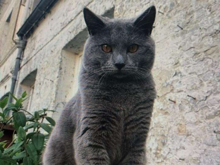 À vendre un chat Chartreux bleu LOOF de 6 ans