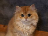Une chatonne British Longhair golden disponible à la vente (LOOF)