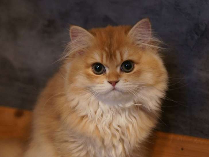 Une chatonne British Longhair golden disponible à la vente (LOOF)