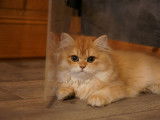 Une chatonne British Longhair golden disponible à la vente (LOOF)