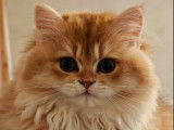 Une chatonne British Longhair golden disponible à la vente (LOOF)
