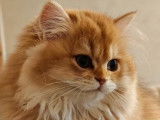 Une chatonne British Longhair golden disponible à la vente (LOOF)