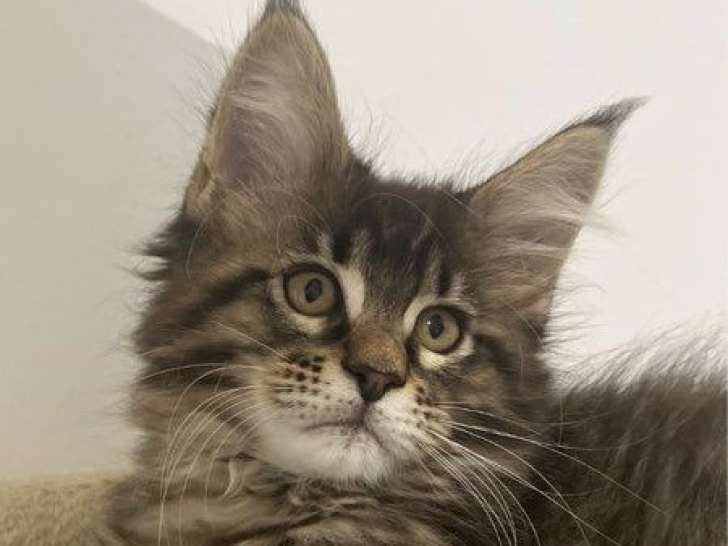3 chatonnes Maine Coons LOOF à réserver