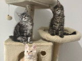 3 chatonnes Maine Coons LOOF à réserver