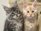 3 chatonnes Maine Coons LOOF à réserver