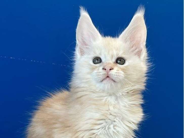 À réserver 3 chatons mâles Maine Coons (LOOF)