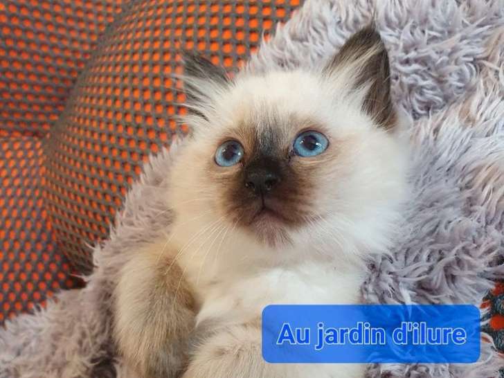 3 chatonnes Sacrés de Birmanie seal point à réserver (LOOF)