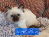 3 chatonnes Sacrés de Birmanie seal point à réserver (LOOF)