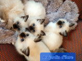 3 chatonnes Sacrés de Birmanie seal point à réserver (LOOF)