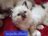 Sacré de Birmanie Loof