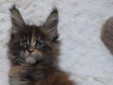 Des chatons Maine Coons LOOF à réserver