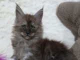 Des chatons Maine Coons LOOF à réserver