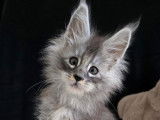 Des chatons Maine Coons LOOF à réserver