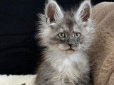 Des chatons Maine Coons LOOF à réserver