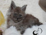 Des chatons Maine Coons LOOF à réserver
