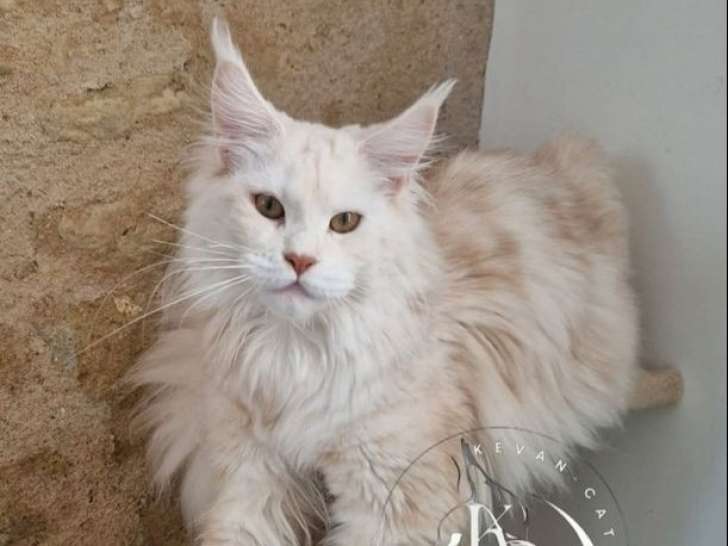 Une chatte Maine Coon red silver d’un an LOOF à vendre