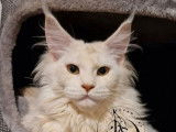 Une chatte Maine Coon red silver d’un an LOOF à vendre