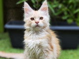 Une chatonne Maine Coon red tabby disponible à la vente (LOOF)