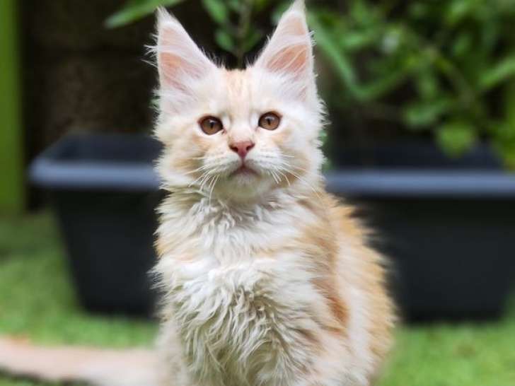 Une chatonne Maine Coon red tabby disponible à la vente (LOOF)